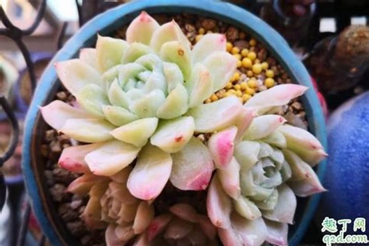 多肉怎么施肥施什么肥