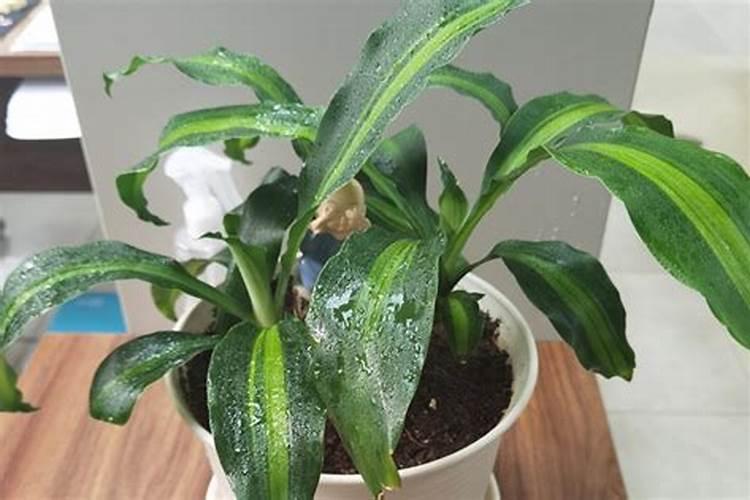 巴西木施什么肥最好