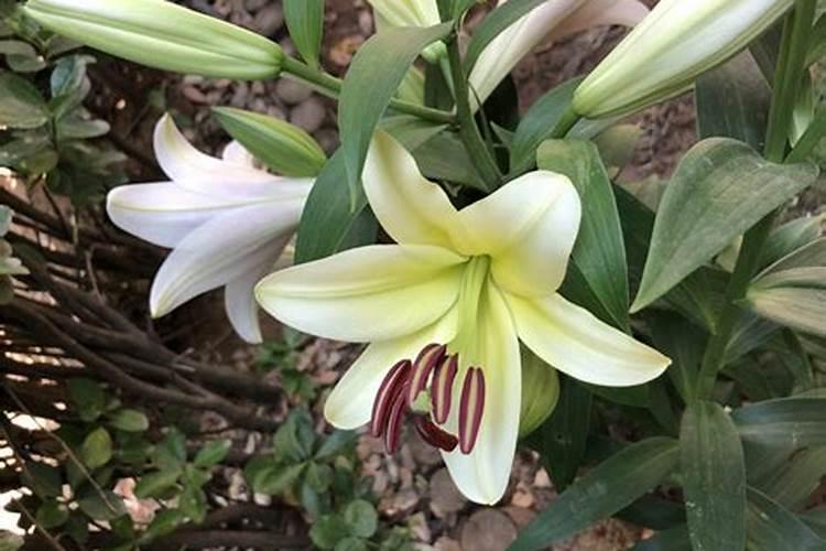 百合开完花后怎么处理