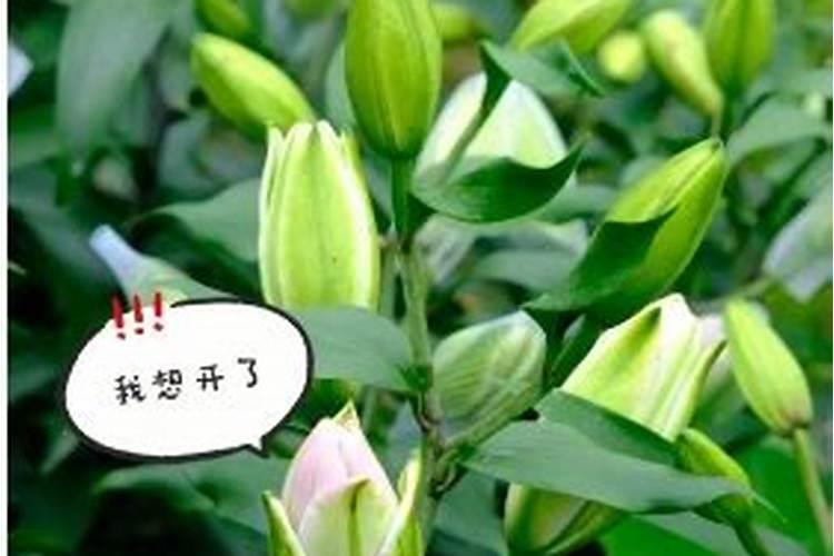 百合开完花以后怎么办