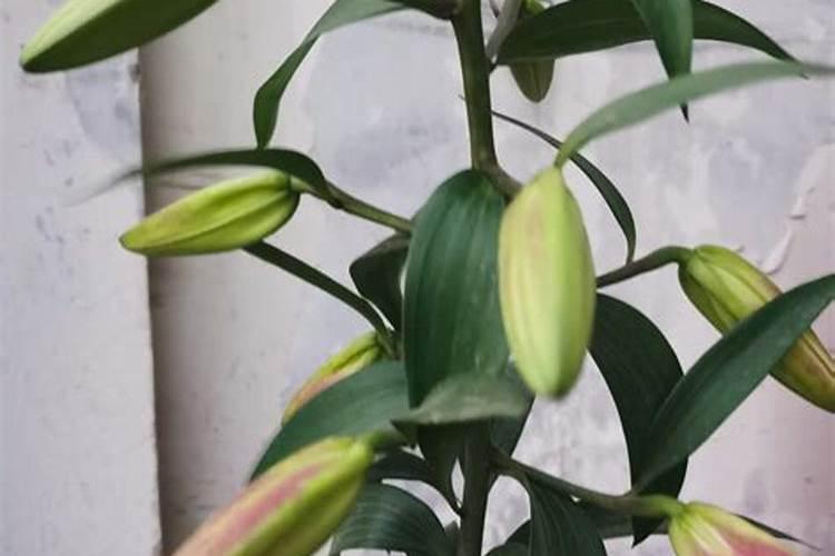 百合开完花后怎么处理