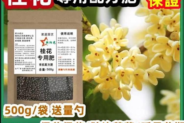 8—9月份桂花用什么肥料