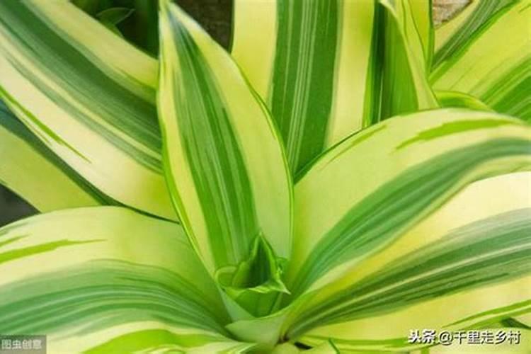 龙血树如何施肥