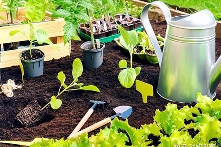 种植蔬菜的技术和方法