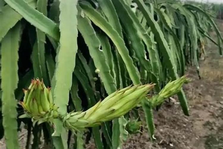 分析!种植火龙果前怎样施肥？