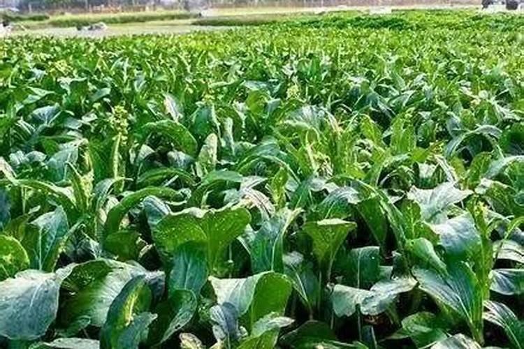 南瓜叶打小苏打放多少水