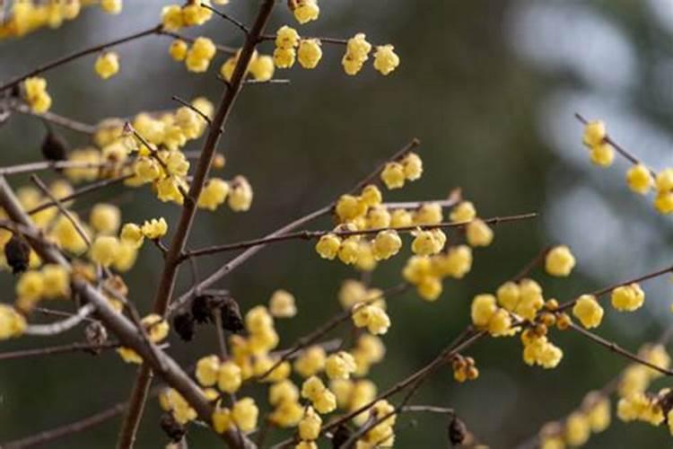 腊梅夏季管理四要点