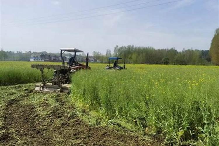 种油菜可以增强土地的肥力吗花卉百科