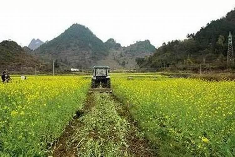油菜养地吗