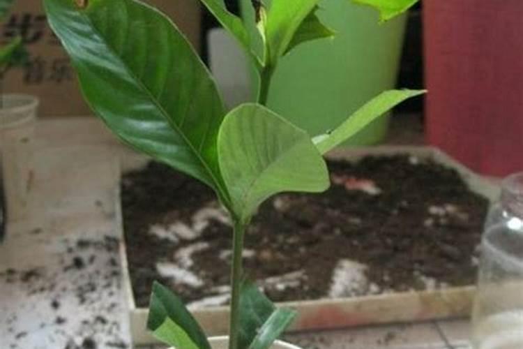 月季花施肥方法 怎样给月季花施肥