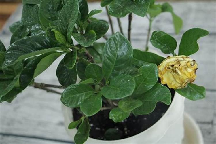 栀子花可以用复合肥吗