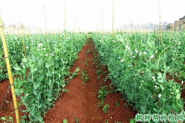 豌豆种植方法与时间？怎么栽培管理？