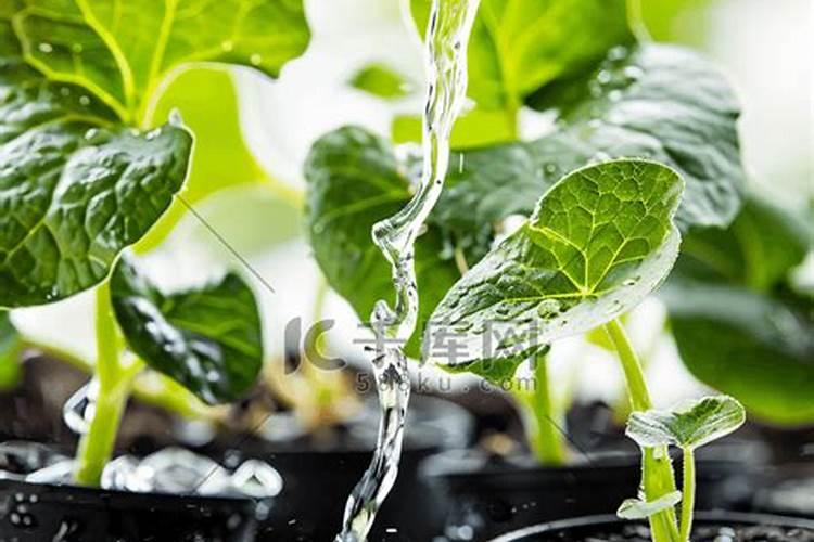 黄瓜冲什么肥料黑又亮