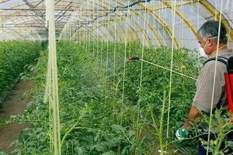 苹果树什么时候打上色药