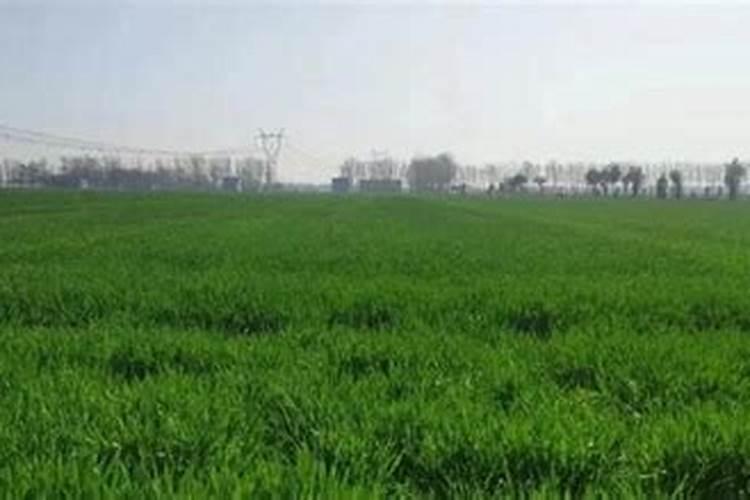 三十烷醇和芸苔素区别