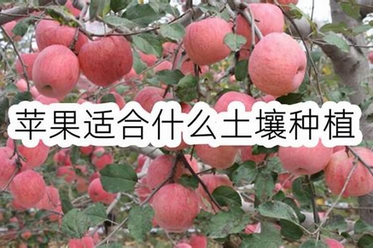 北方苹果什么时候施肥效果最好呢？