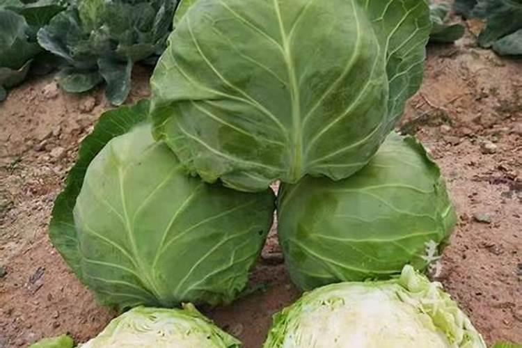 在种植大白菜的时候,使用什么肥料最好？