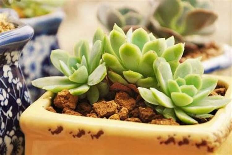 多肉换盆后多久可以施肥