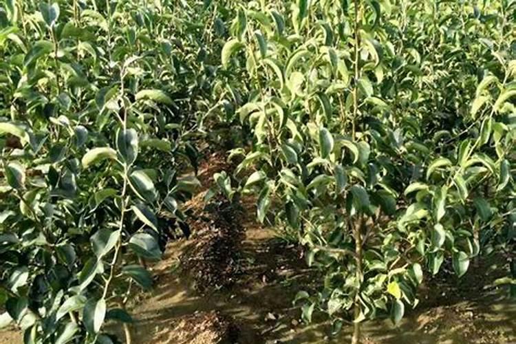 梨用什么肥料果实更甜 梨树增甜用什么效果好