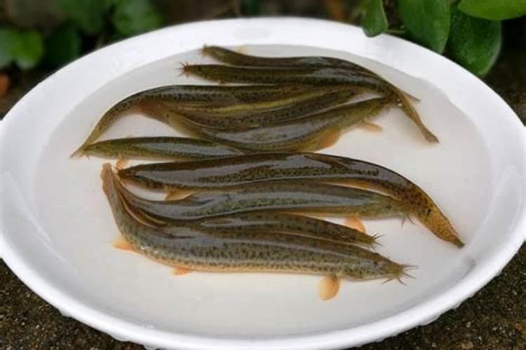 如何辨别是否为深海鳕鱼的胶原蛋白