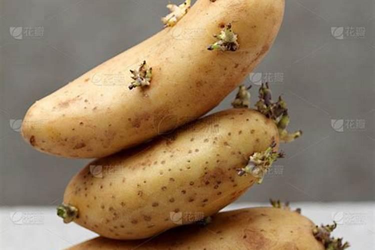 假植苗的与地栽苗的区别