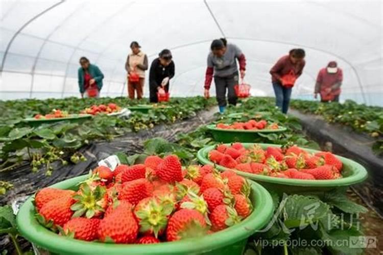 草莓用什么肥料减少畸形果,结果多？草莓专用叶面肥,大棚草莓温度管理