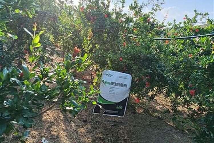 种果树用什么肥料？果树连年种植如何施肥