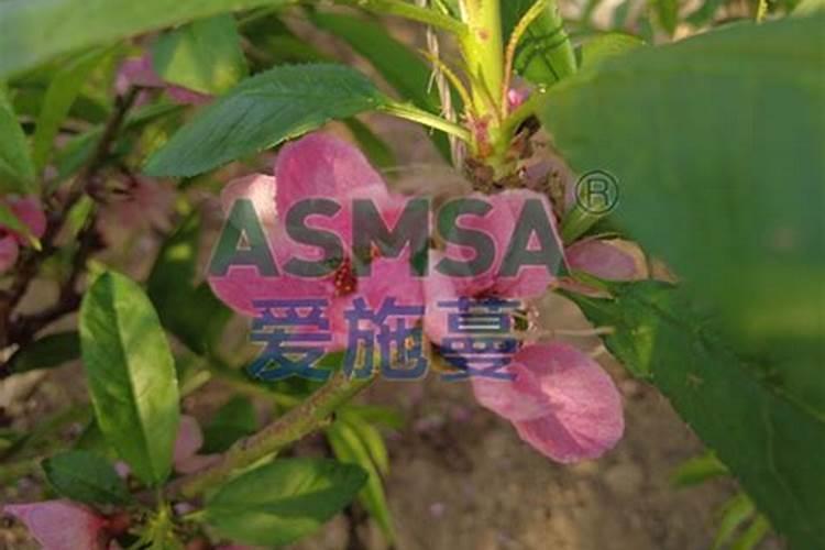 桃树落果用什么药防治？