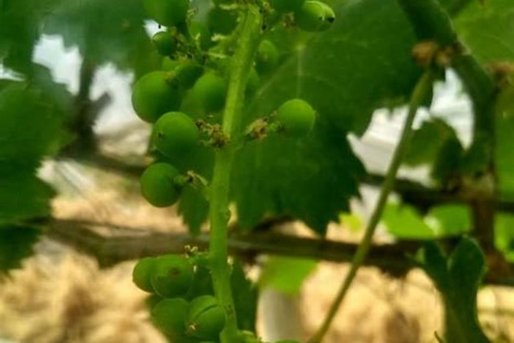 如何管理能让葡萄不疏果？