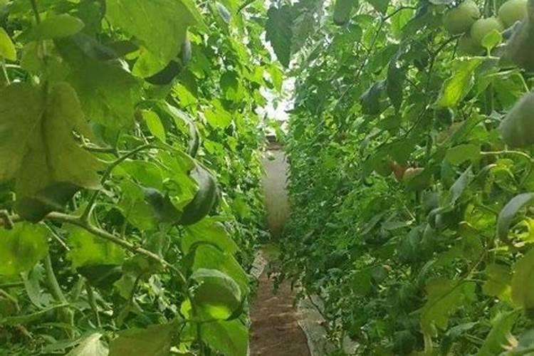 泥化了但没硼砂怎么办