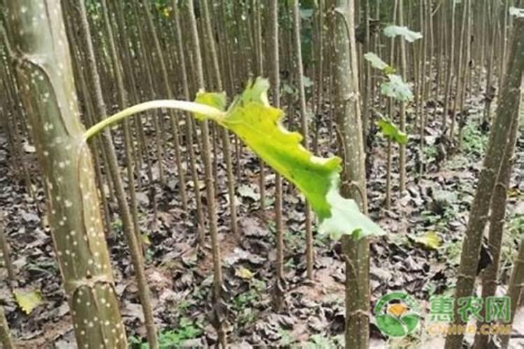 泥化了但没硼砂怎么办