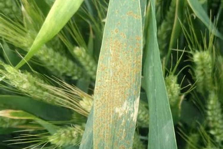 小麦叶尖发黄干枯怎么治