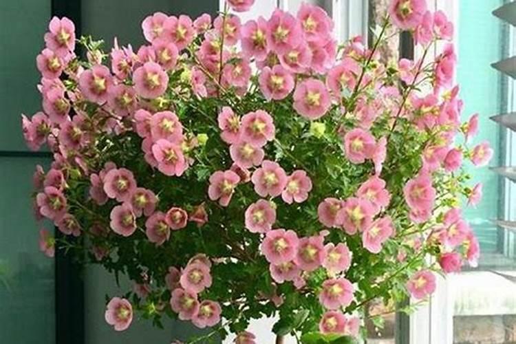 新买的木槿花怎么养