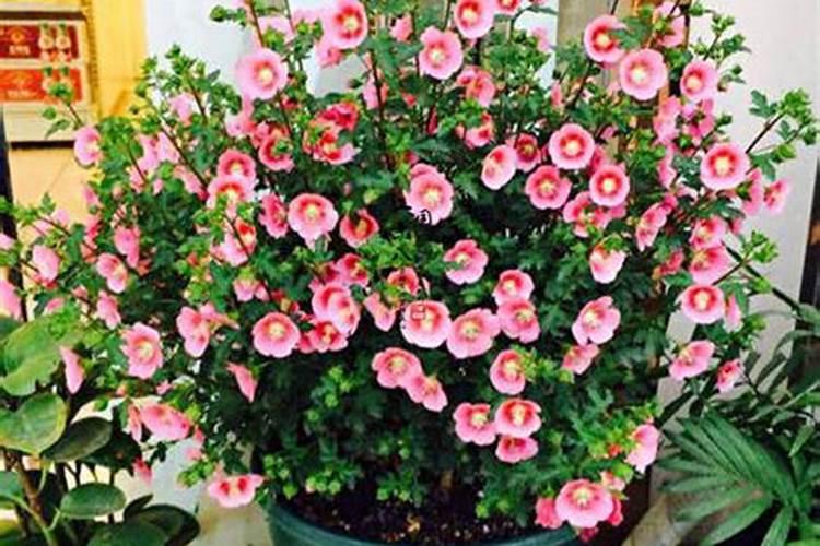 小木槿的花苞变黄怎么办 是什么原因导致的