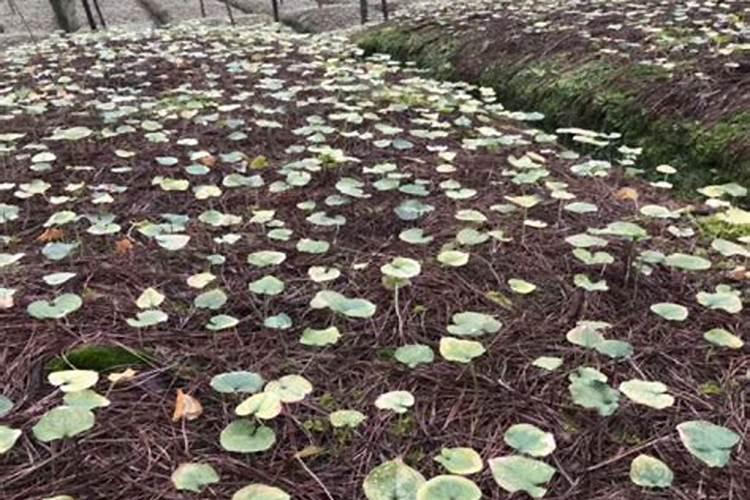 重楼的种植方法技术