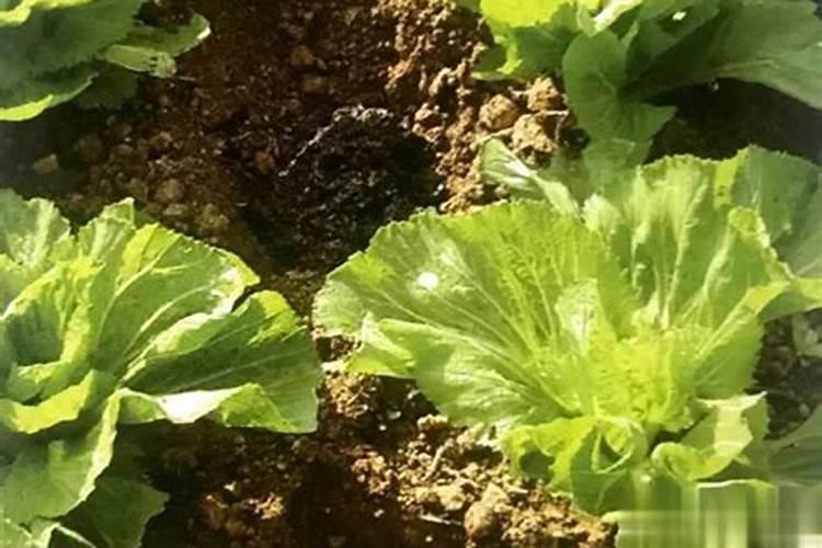 种菜用什么肥料好