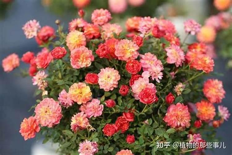 月季用什么肥料好？