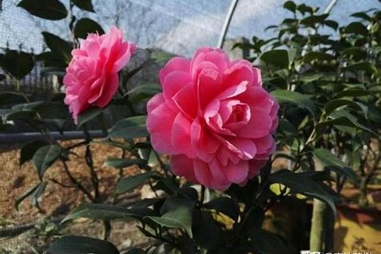 茶花怎么修剪 不能剪得太厉害,乱剪来年真没花看