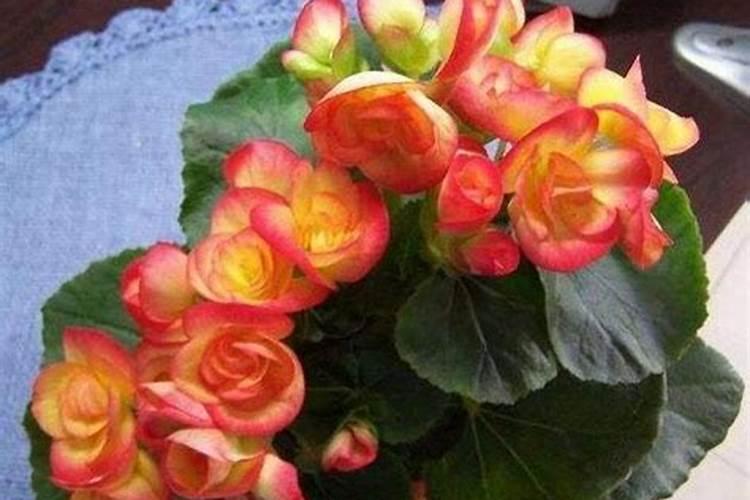 6种常见有机肥超全科普傻傻分不清必看