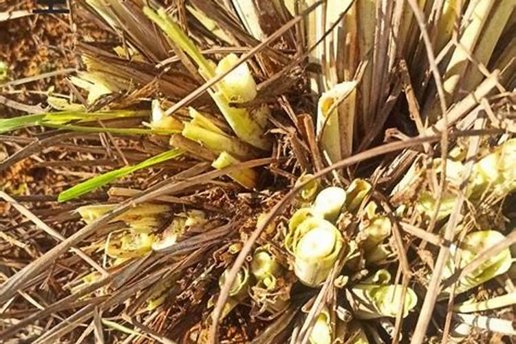 黄精地里能种鼠茅草吗？