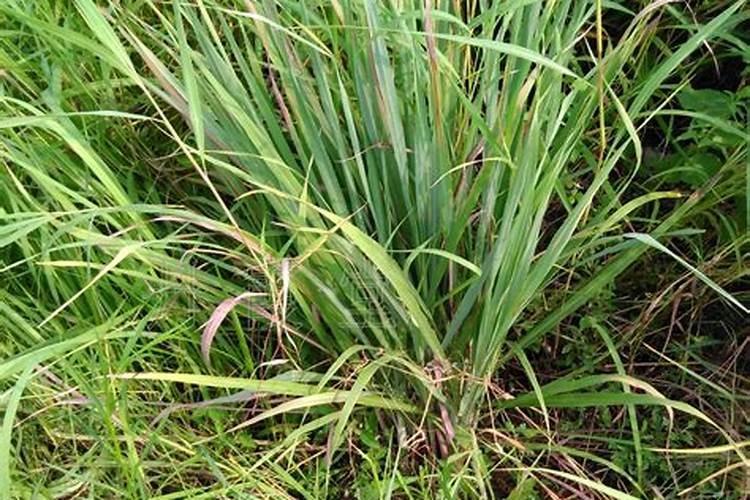 无花果六月份能移栽吗