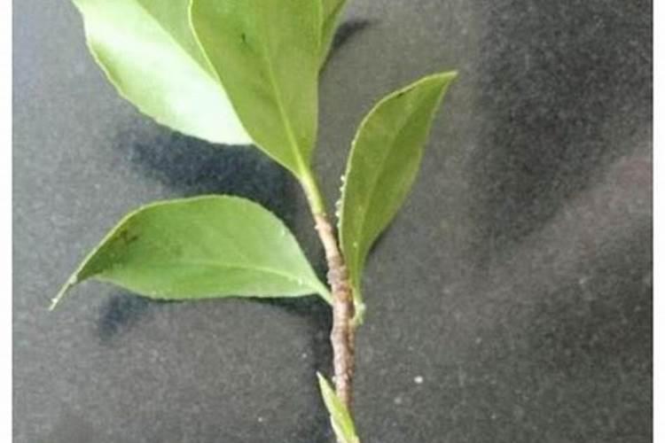 茶花掉蕾需要怎么养护花苞冒满枝头