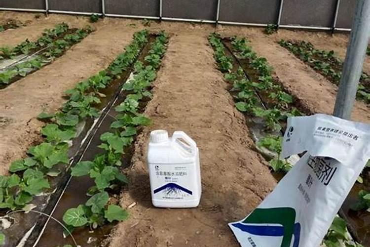 大蒜生根肥料用哪种的效果好？矿源黄腐酸钾含腐殖酸水溶肥？