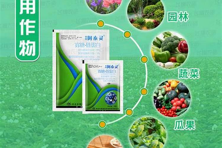 种植十天辣椒苗一亩能四公斤肥吗