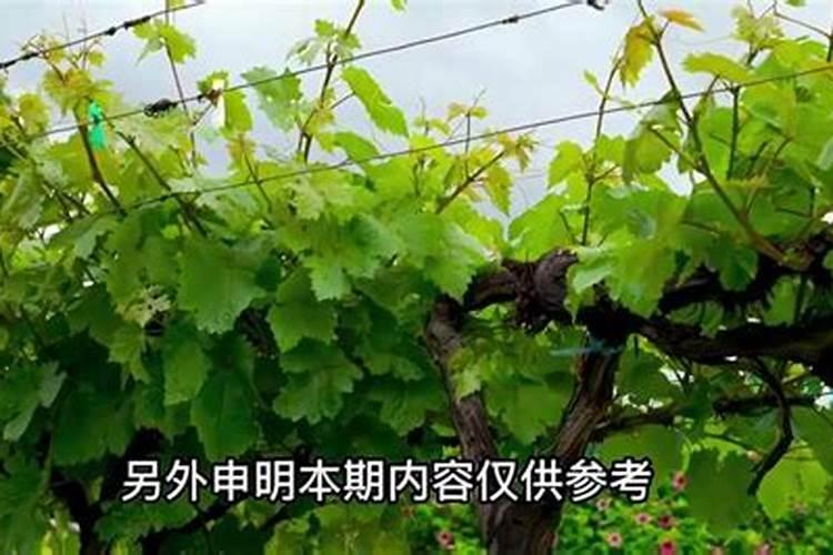 葡萄补硼的最佳时期