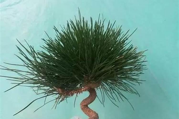 有哪些需要记住的黑松盆景养护管理技巧？