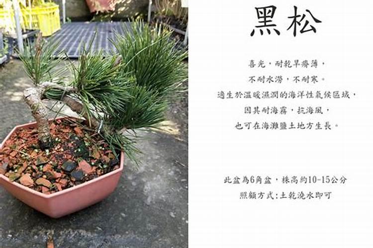 黑松叶子发黄干枯还有救吗？