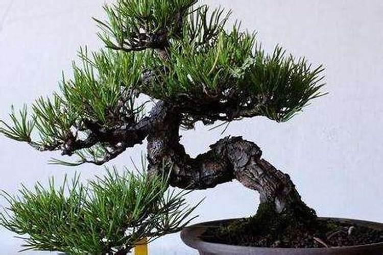 黑松什么时候换盆合适