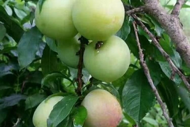 西瓜五斤左右用复合肥,尿素,水溶肥,钾肥一起施可以吗