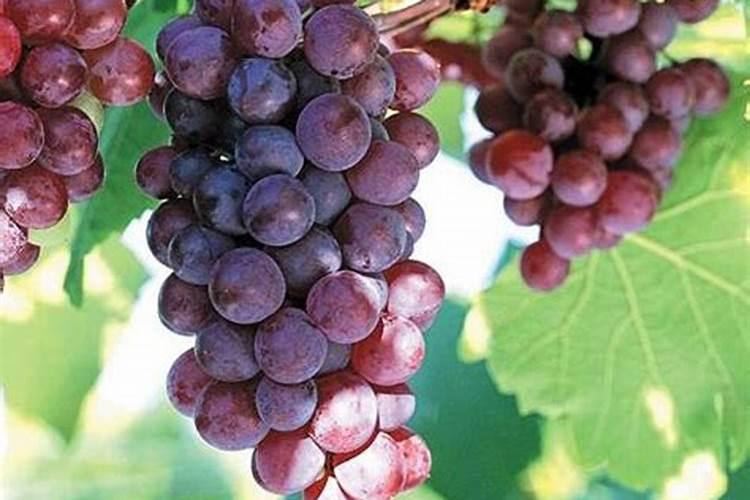 葡萄生根肥用什么好